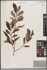 Foto von Salix cinerea L.